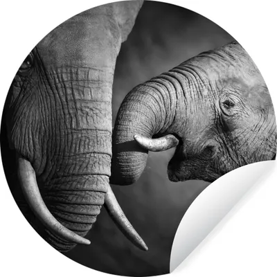 Produktbild von MuchoWow® Runde Wandtattoo - Wandsticker Tapete Aufkleber Wildtiere - Elefant - Schwarz - Weiß - Porträt Ø 30 cm Selbstklebend und Repositionierbar - Wandaufkleber - Kreis - Wandbild - Fototapete - Selbstklebend - Dekoration - Wandschmuck - Schlafzimmer