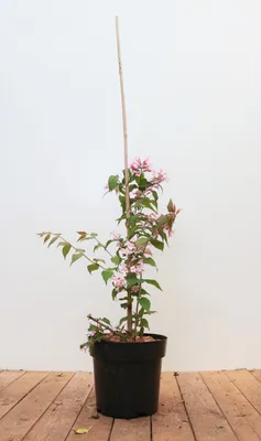 Produktbild von Kolkwitzia amabilis 'Pink Cloud', Kolkwitzie, rosa Blüten, 40–60 cm