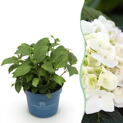 Produktbild von Green boutiQ - Gartenpflanze - Hydrangea Endless Summer The Bride - Hortensie - Winterhart - Weiß - 1 Pflanze - Topf 14cm - Höhe 20-25cm