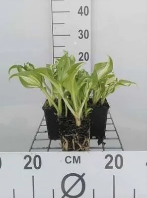 Obrázok produktu pre 6 x Hosta hybr. 'Undulata Mediovariegata' - kvetináč 9 x 9 cm x 9 cm