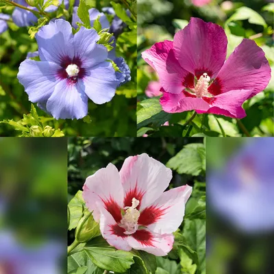 Produktbild von Hibiscus syriacus Tricolour Blühende Stamm-Pflanze mit dreifarbigen Blüten Deko