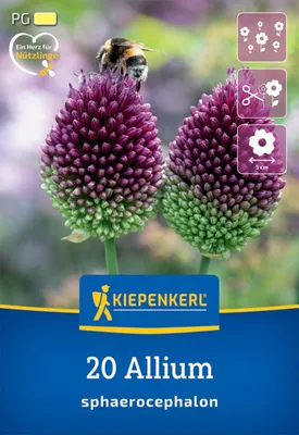 Produktbild von Kiepenkerl Zierlauch A. sphaerocephalon 20 Zwiebeln