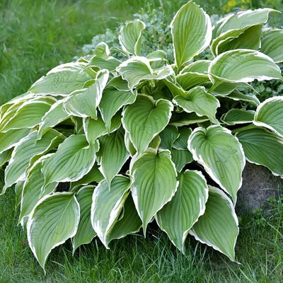 Produktbild von 6 x Funkie  - Hosta 'Francee'  | Topf 9cm x 9cm