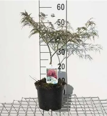 Produktbild von Acer palm. 'Garnet' ('dissect. garnet') - Fächerahorn 40- 50 cm Container