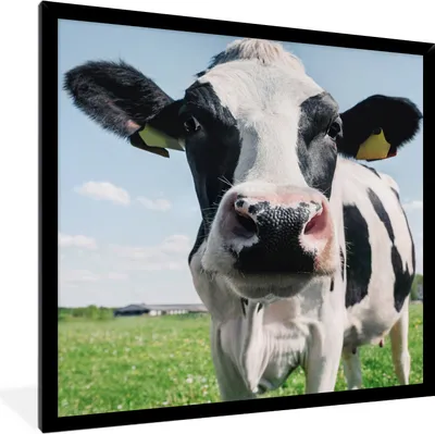 Produktbild von MuchoWow® Gerahmtes Poster Kuh - Wiese - Natur - Tiere - Gras 40x40 cm - Poster mit Schwarzem Bilderrahmen Wandposter Rahmen Foto Bilder - Mit Rahmen - Wanddekoration Schlafzimmer