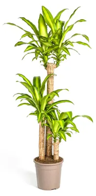 Produktbild von Dracaena Fragrans Massangeana Ø24cm - Höhe 130 - 150cm