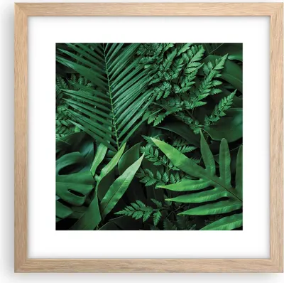 Produktbild von Gerahmtes Poster - Rahmen in heller Eiche - Exotisch Blätter Monstera - 30x30 cm - Wand Bild - Wanddeko - Wandbilder - Kunstposter - Wandposter - Bilderrahmen - Bilder - Kunstdruck - P2NAC30x30-4746