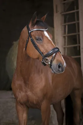 Image de Ekkia Norton Pro Bridon strass noir , taille cheval:Full