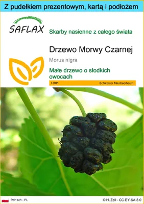 Zdjęcie produktu dla SAFLAX - Zestaw prezentowy - Drzewo Morwy Czarnej - 200 Nasiona - Z pudełkiem upominkowym, etykietą wysyłkową, kartą podarunkową i podłożem uprawowym - Morus nigra