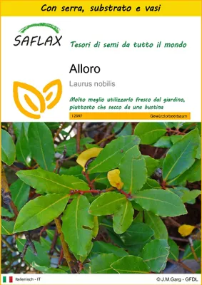 Immagine prodotto di SAFLAX Insieme di coltivazione - Alloro - 6 semi - Laurus