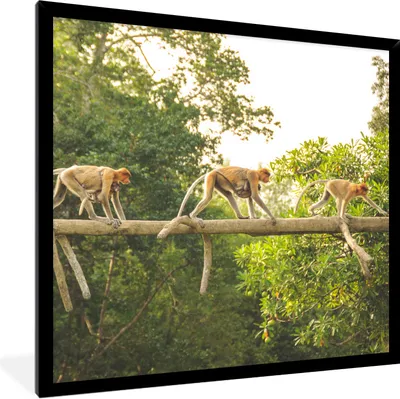 Produktbild von MuchoWow® Gerahmtes Poster Affen laufen auf Ast 40x40 cm - Poster mit Schwarzem Bilderrahmen Wandposter Rahmen Foto Bilder - Mit Rahmen - Wanddekoration Schlafzimmer
