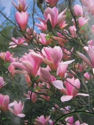 Produktbild von Tulpen Magnolie Heaven Scent - Magnolia soulangeana - stark duftend - 40-60