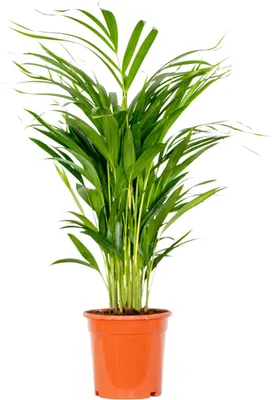 Produktbild von Bloomique - Dypsis Lutescens - Goldfruchtpalme - Areca Palme - Zimmerpflanzen - Pflegeleicht - Haustierfreundlich - Höhe 60-70 cm - Topf 17 cm