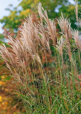 Produktbild von Miscanthus sinensis 'Pünktchen', Chinaschilf, ca. 11x11 cm Topf