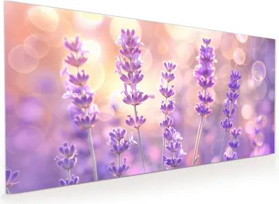 Produktbild von Küchenrückwand Spritzschutz Glas mit Motiv Lavendelblütenfeld 40 x 40 cm