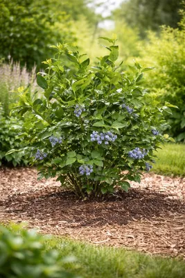 Immagine prodotto di Mirtillo Goldtraube 71 circa 30 cm – mirtillo coltivato robusto per giardino e balcone, pianta di mirtilli ad alto rendimento con bacche aromatiche