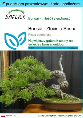 Zdjęcie produktu dla SAFLAX - Zestaw prezentowy - Bonsai - Złocista Sosna - 20 Nasiona - Z pudełkiem upominkowym, etykietą wysyłkową, kartą podarunkową i podłożem uprawowym - Pinus ponderosa