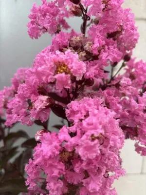 Produktbild von Chinesische Kräuselmyrte Rhapsody in Pink - Lagerstroemia indica - 40-60cm