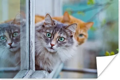 Produktbild von MuchoWow® Poster Katze - Fenster - Katzen 90x60 cm - Schlafzimmer