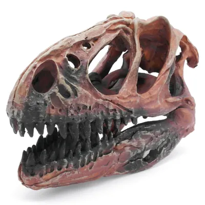 Image de Décoration d'aquarium avec un squelette de dinosaure
