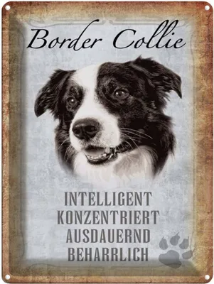Produktbild von vianmo Blechschild 40x30 cm Border Collie Hund