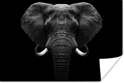 Produktbild von MuchoWow® Poster Tiere - Elefant - Porträt - Schwarz - Weiß 60x40 cm - Schlafzimmerdekoration