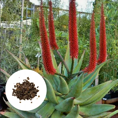 Obrázek produktu pro Semena Aloe Ferox - balení 10 ks - Exotická semena - Robustní - Aloe kapská