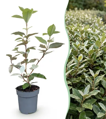 Produktbild von GreenboutiQ - Heckenpflanzen - Eleagnus ebbingei Compacta - Blatt Grau - 8 Pflanzen - 1 Laufende Meter - Immergrün - Topf 9cm Höhe 30-35cm