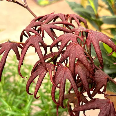 Obrázek produktu pro Acer palmatum „Starfish“, japonský javor, výška 20–40 cm, 2litrový květináč