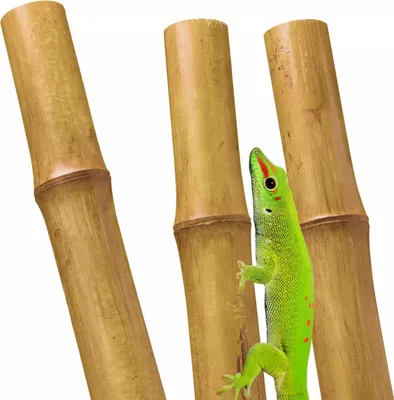 Obrázok produktu pre BioBamboo Stick Bambusová tyč 60 cm 22-30 mm bambus