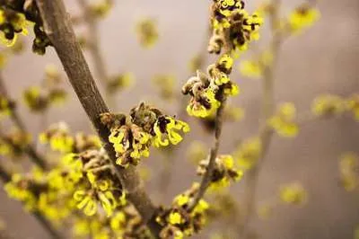 Immagine prodotto di Hamamelis int. 'Westerstede' - Zaubernuss 60-80 cm Contenitore