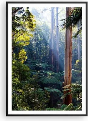 Produktbild von Gerahmtes Poster - Schwarzer Rahmen - Morgendämmerung Bäume Wald - 70x100 cm - Wand Bild - Wanddeko - Wandbilder - Kunstposter - Wandposter - Bilderrahmen - Bilder - Kunstdruck - P2BPA70x100-4403