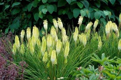 Produktbild von 1 x Kniphofia ‘Pineapple Popsicle’ (Winterhart/Staude) Fackellilie Tritome - Stauden Gänge