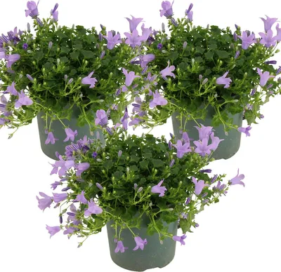 Produktbild von 3er-Set - Campanula Ambella Lavender - Glockenblume - Bodendecker - Gartenpflanzen - Winterhart - Tierfreundlich - 10-20 cm Hoch - Topf 10,5 cm