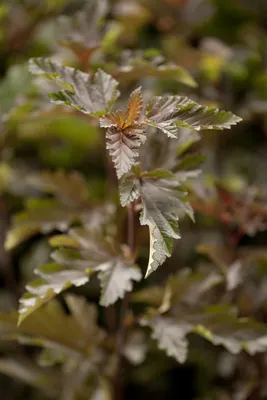 Produktbild von Physocarpus opulifolius 'Red Baron', Blasenspiere, rotlaubig, 60–80 cm