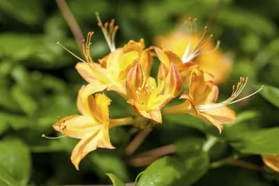 Zdjęcie produktu dla Rhododendron viscosum 'Arpege', różanecznik błotny, biały, 40-50 cm