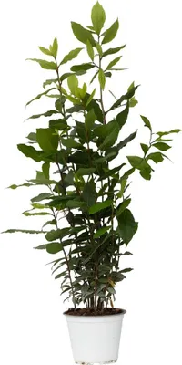 Produktbild von Lorbeerstrauch - Laurus nobilis - Höhe 30-40cm - Pot 14cm