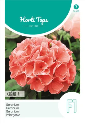 Artikelbild 2 von 'Pelargonie Chérie F1 Salmon' aus der Kategorie Geraniensamen