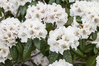 Produktbild von Rhododendron Hybr. 'Bellini', INKARHO, rosa Blüten, 30–40 cm