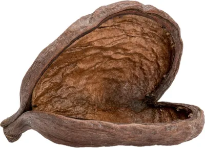A close-up view of an open Sterculia foetida seed pod, revealing its textured interior.