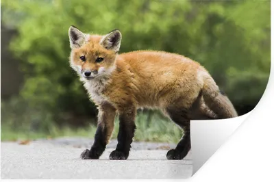 Produktbild von MuchoWow® Wandtattoo Wandsticker Wandaufkleber Fuchs - Welpe - Straße 60x40 cm Selbstklebend und Repositionierbar - Wierderverwendbar - Selbstklebend
