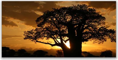 Produktbild von Acrylglasbilder 120x60 Wandbild Druck Baum Natur
