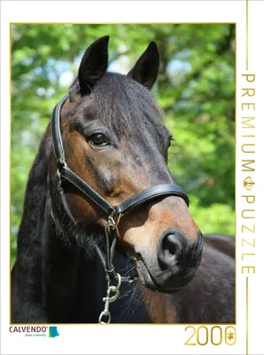 Produktbild von CALVENDO Puzzle Ein Motiv aus dem Kalender Traumhafte Pferdeportraits 2000 Teile Puzzle hoch | 2000 Teile Lege-Größe 90x67cm Foto-Puzzle für glückliche Stunden