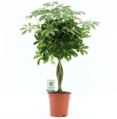 Produktbild von Schefflera arboricola geflochtene Stamm