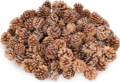 A pile of pine cones on a white background.