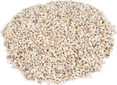 Produktbild von Pyrene philippinarum 0,5 kg 1-1,5 cm ca. 1000 Stück Mini Schneckenhäuser Basteln