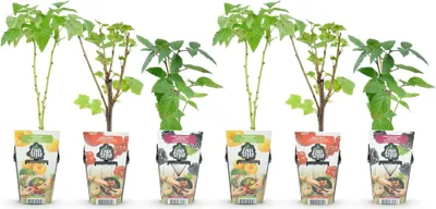 Produktbild von GreenboutiQ - Obstpflanzen - Tricolour - Rote Johannisbeere - Gelbe Himbeere - Schwarze Brombeere - Winterhart - 6 Pflanzen - Topf 9cm