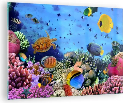 Produktbild von Bilder auf glas - Korallenriff - 70x50cm - Glasbilder - Wandbilder - Bilder - Kunstdruck - zum Aufhängen bereit - Wanddekoration aus Glas - Glas Bilder - Wandbild auf Glas - Einteilig - GAA70x50-3569