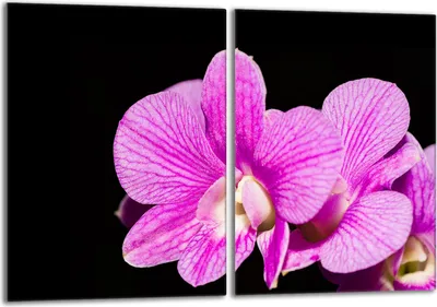 Produktbild von Glasschutzplatte für den Herd 2x40x52 Orchidea