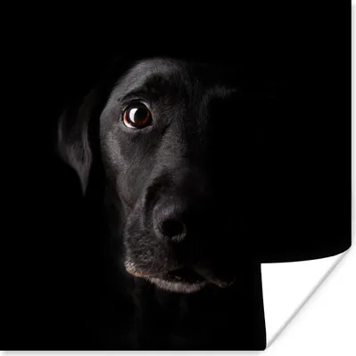 Produktbild von MuchoWow® Poster Ein schwarzer Labrador Retriever auf schwarzem Hintergrund 75x75 cm - Wand Dekoration